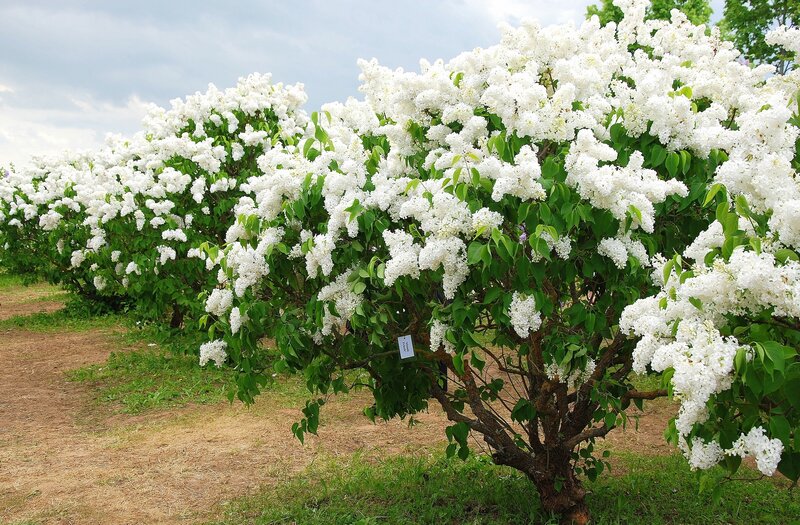 White lilac bushes in bloom