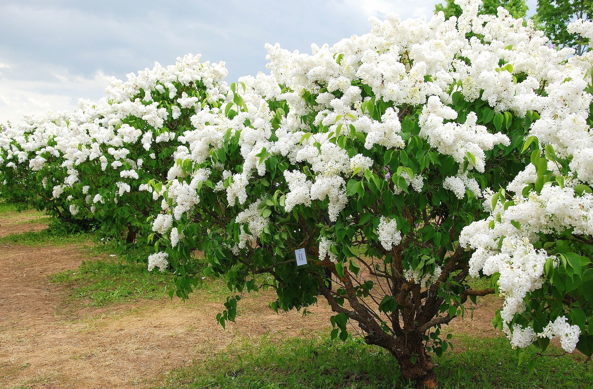 White lilac bushes in bloom