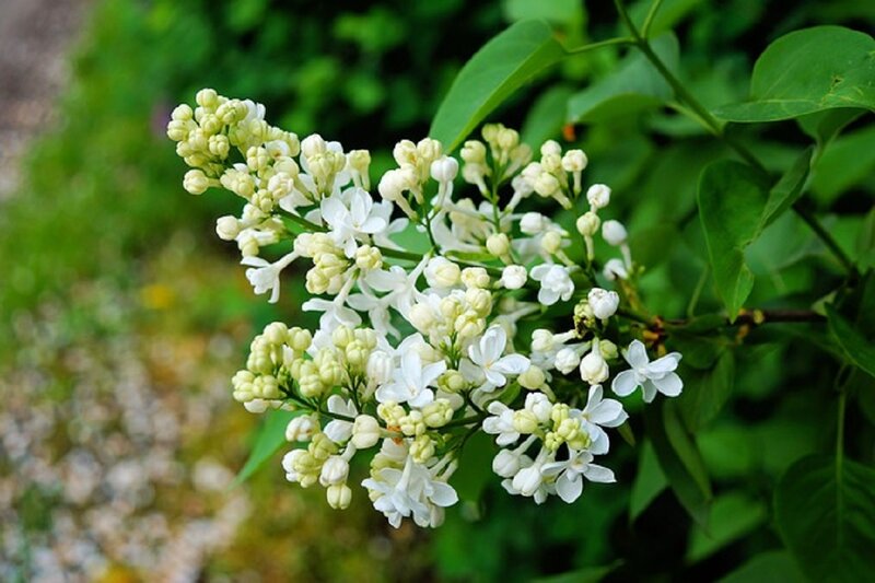 White Lilac Flower Cluster — Calm, Spring