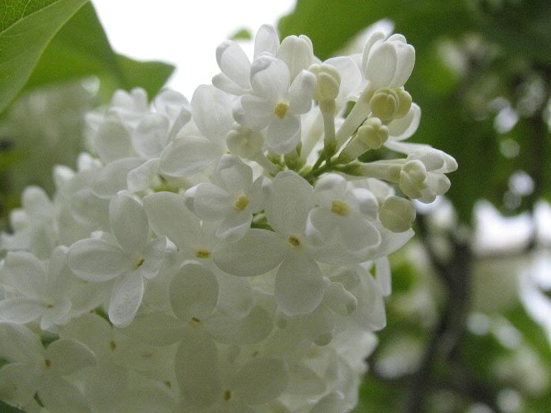 White Lilac Flower Cluster — Calm