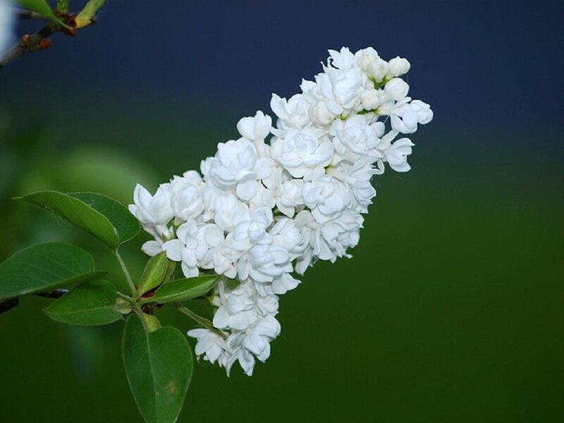 White Lilac Flower Cluster — Serene, Spring, Photograph