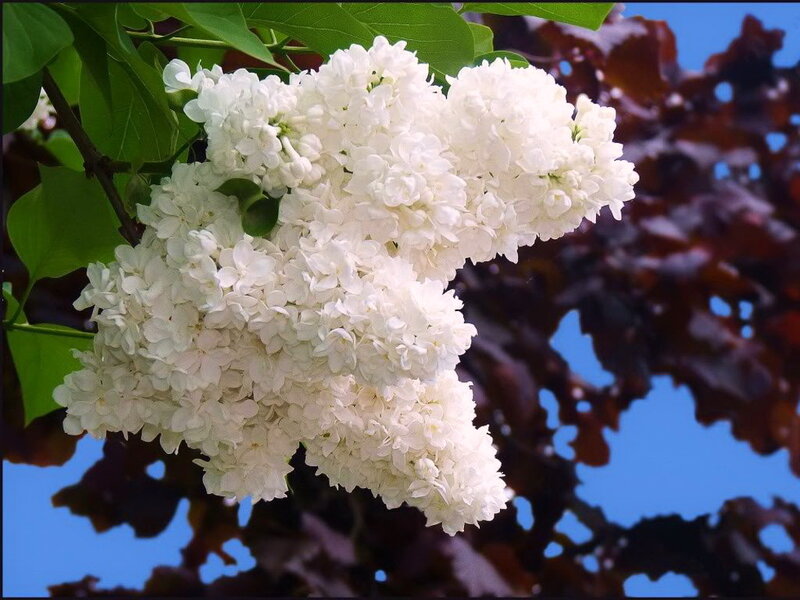 White Lilac Flower Cluster — Serene, Spring