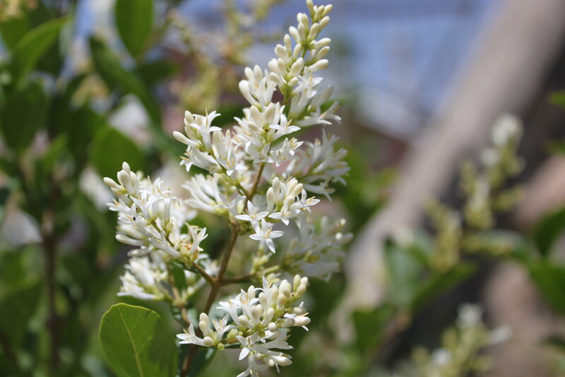 White Lilac Flower Cluster — Serene