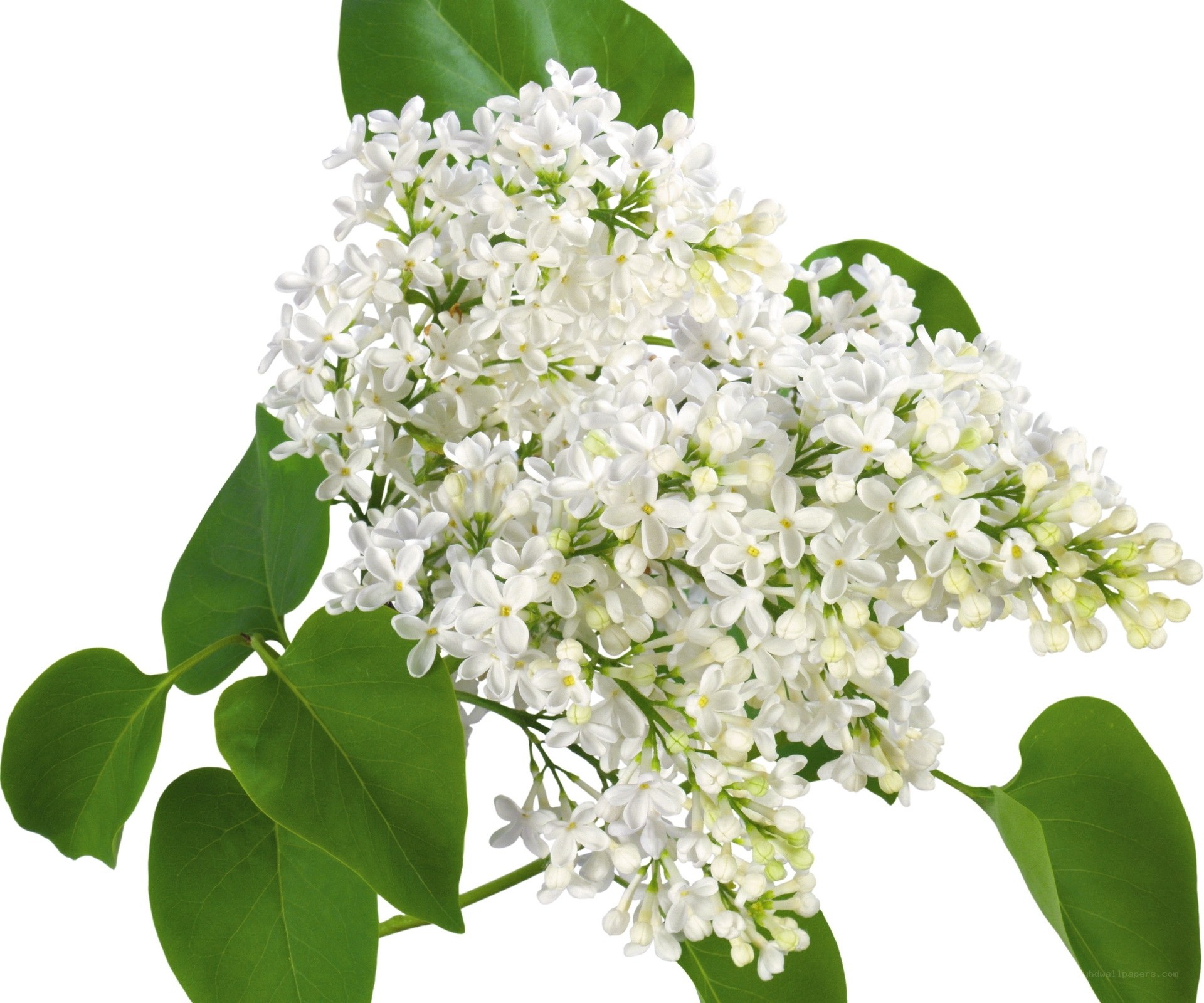 white lilac flower cluster