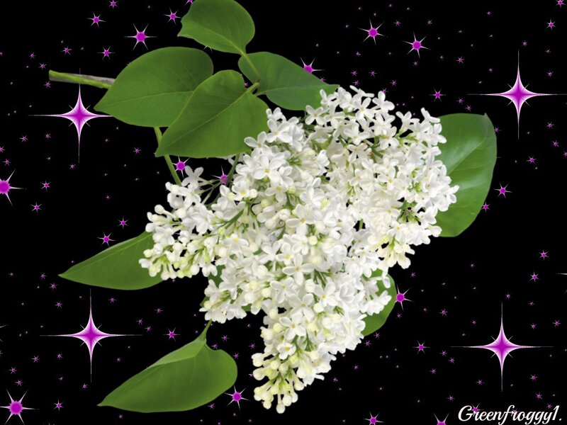 White Lilac Flowers — Black