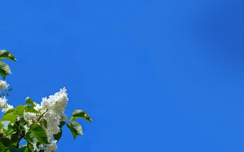 White Lilac Flowers — Blue