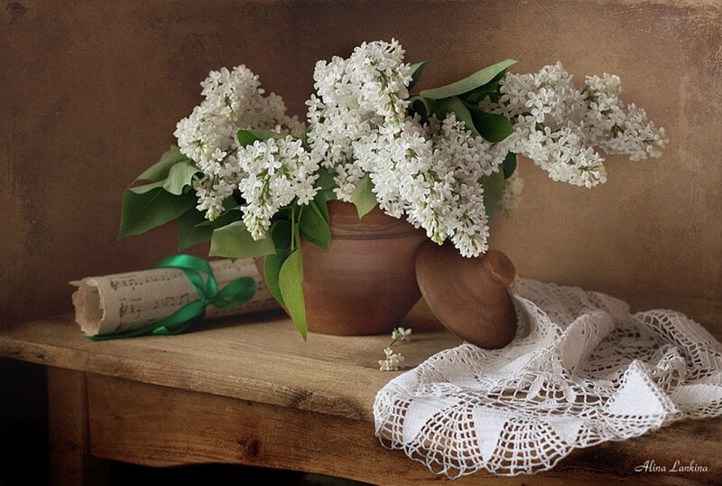 White Lilac Flowers — Brown