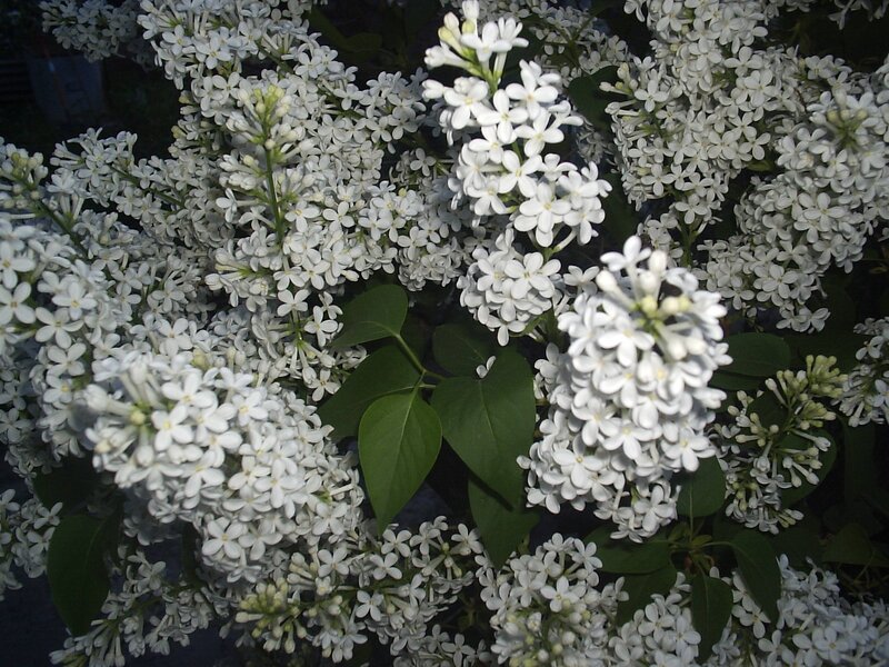 White Lilac Flowers — Calm, Night
