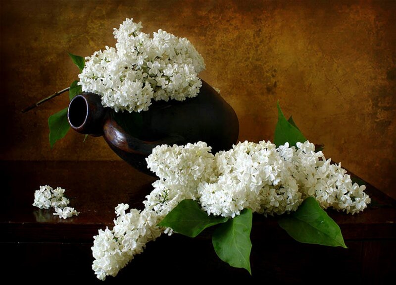 White Lilac Flowers — Calm, Photograph