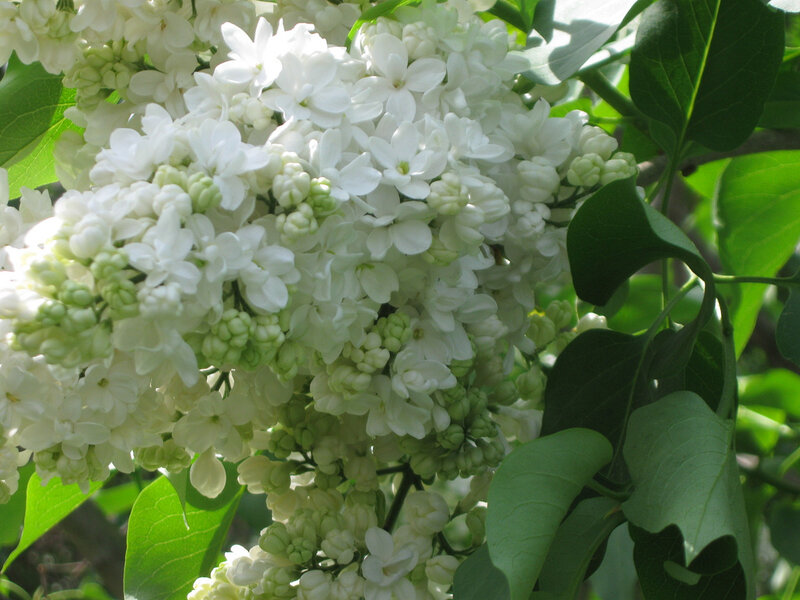 White Lilac Flowers — Calm, Spring, Photograph, Green Leaves, Buds