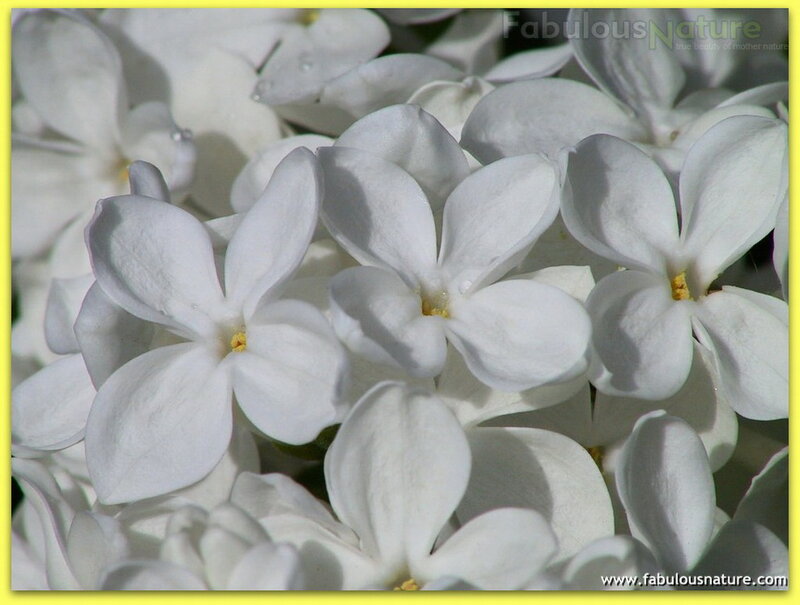 White Lilac Flowers — Calm, Spring, Photograph, Petals