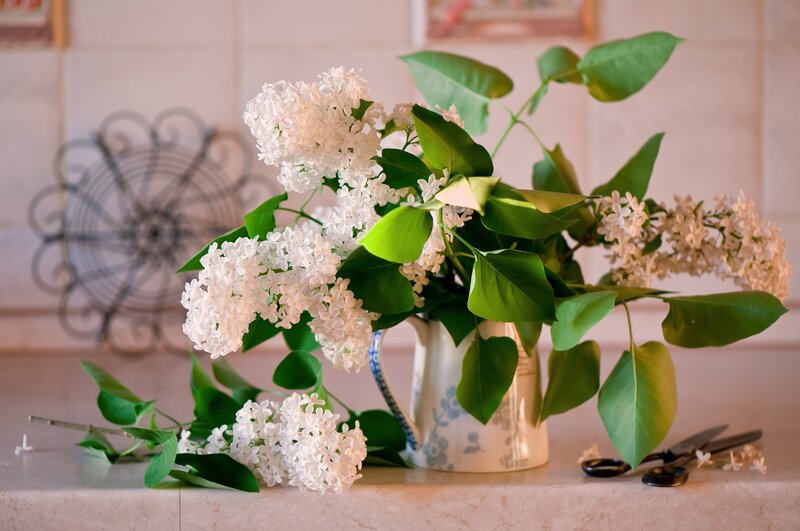 White Lilac Flowers — Calm, Spring, Photograph, Vase