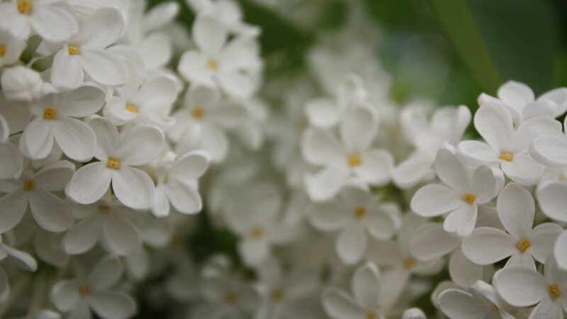 White Lilac Flowers — Calm, Spring, Photograph, Yellow Centers