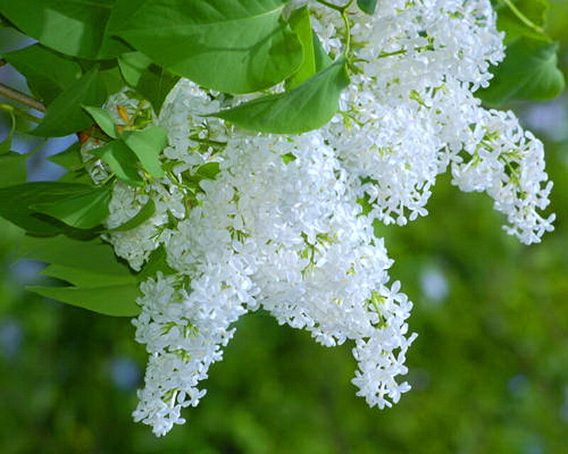White Lilac Flowers — Calm, Spring