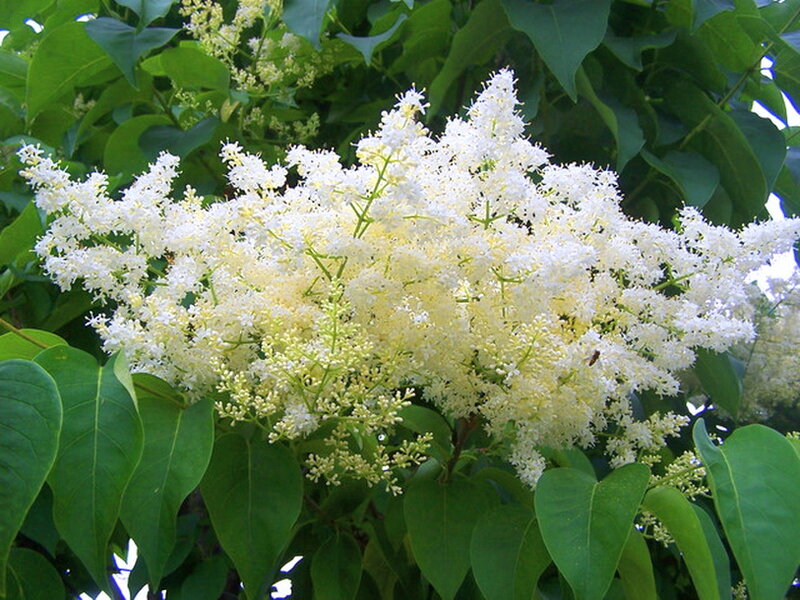 White Lilac Flowers — Calm, Summer