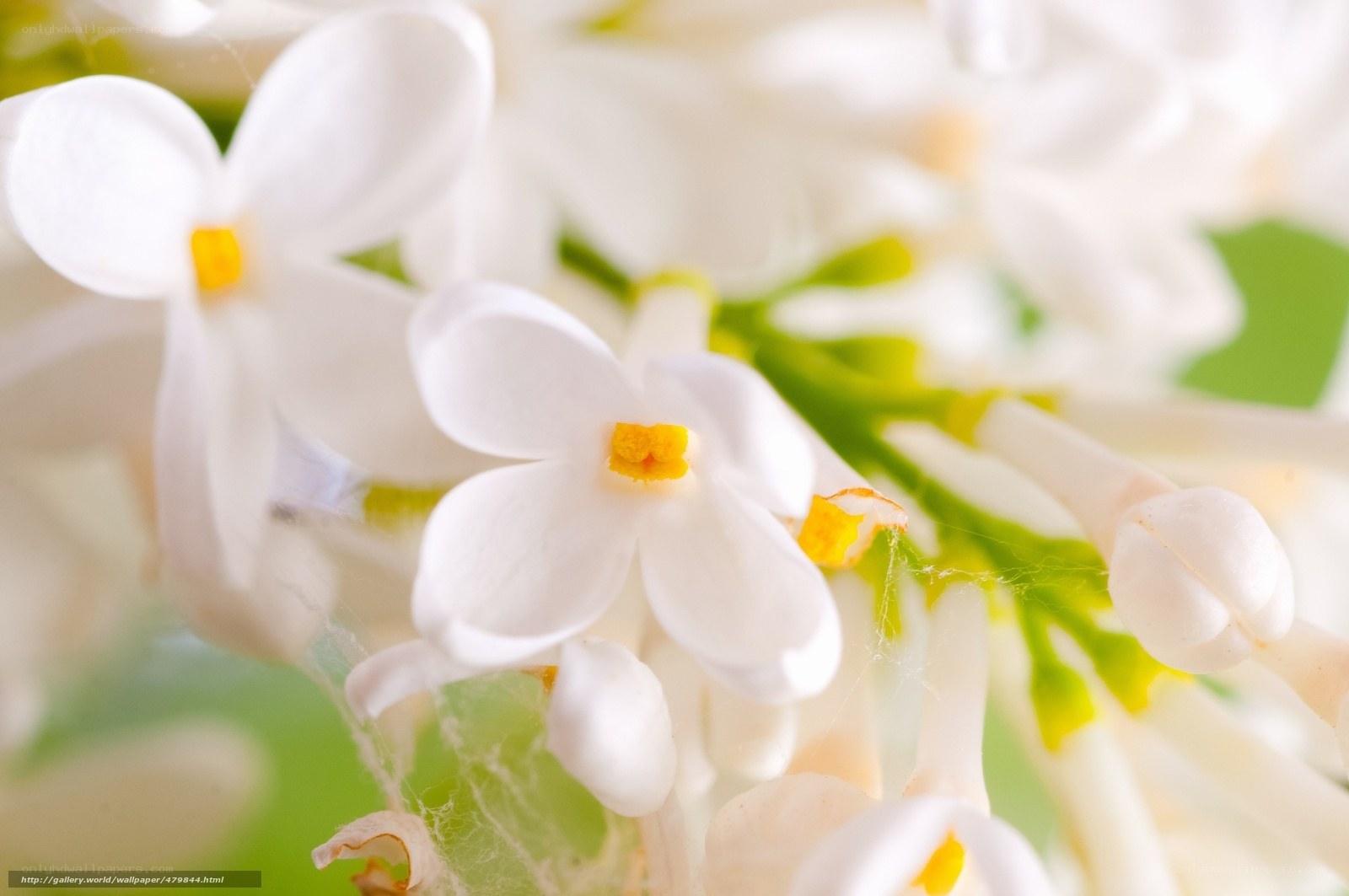 White lilac flowers close-up