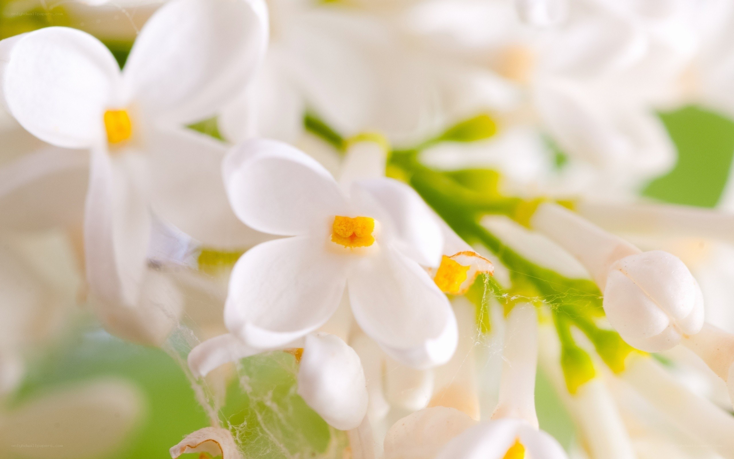 white lilac flowers close-up