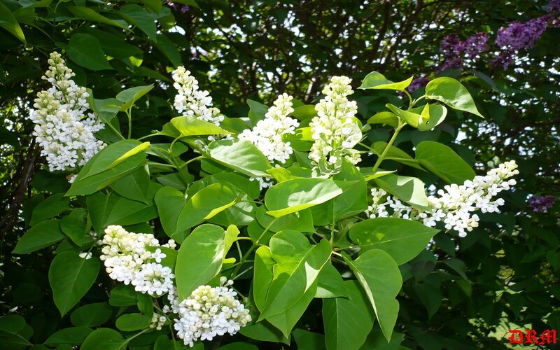 White Lilac Flowers — Green, Serene, Spring, Photograph