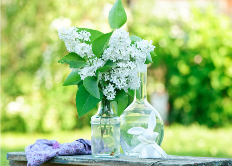White Lilac Flowers — Green, Serene, Spring