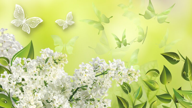 White Lilac Flowers — Green