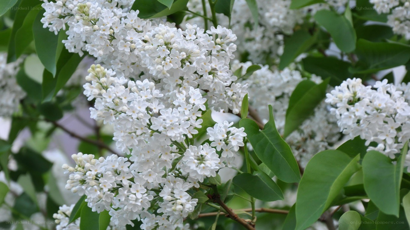 white lilac flowers in bloom