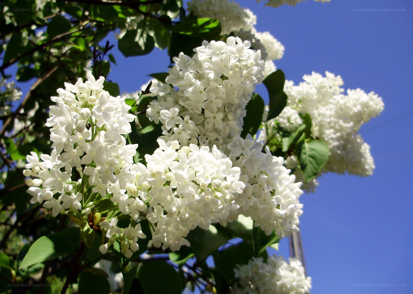 White lilac flowers in bloom