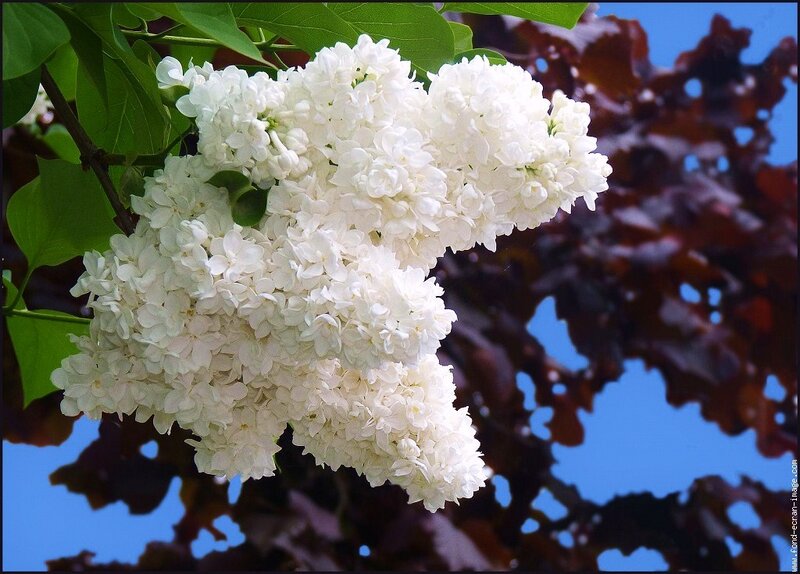 White lilac flowers in bloom