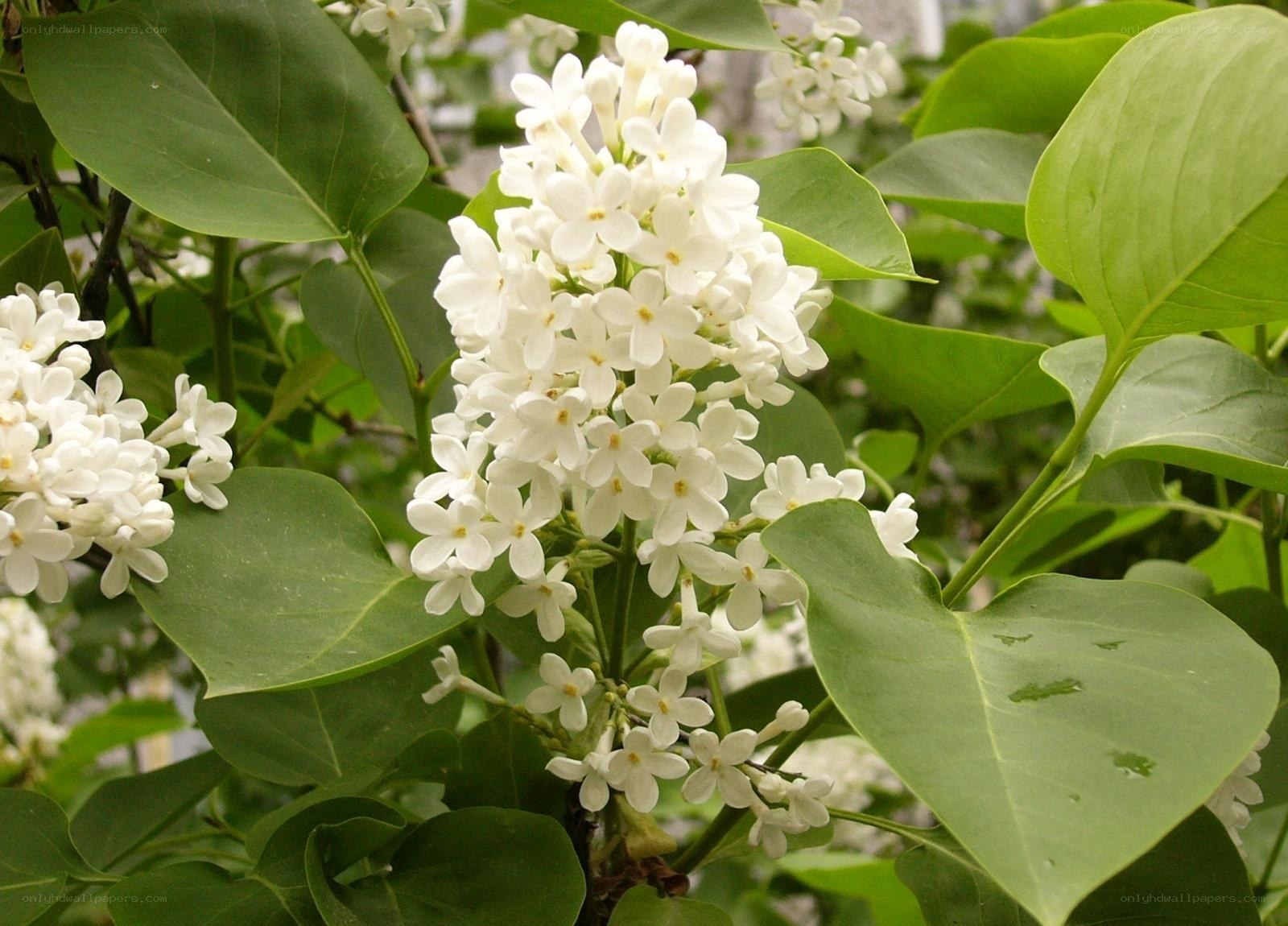 white lilac flowers in bloom