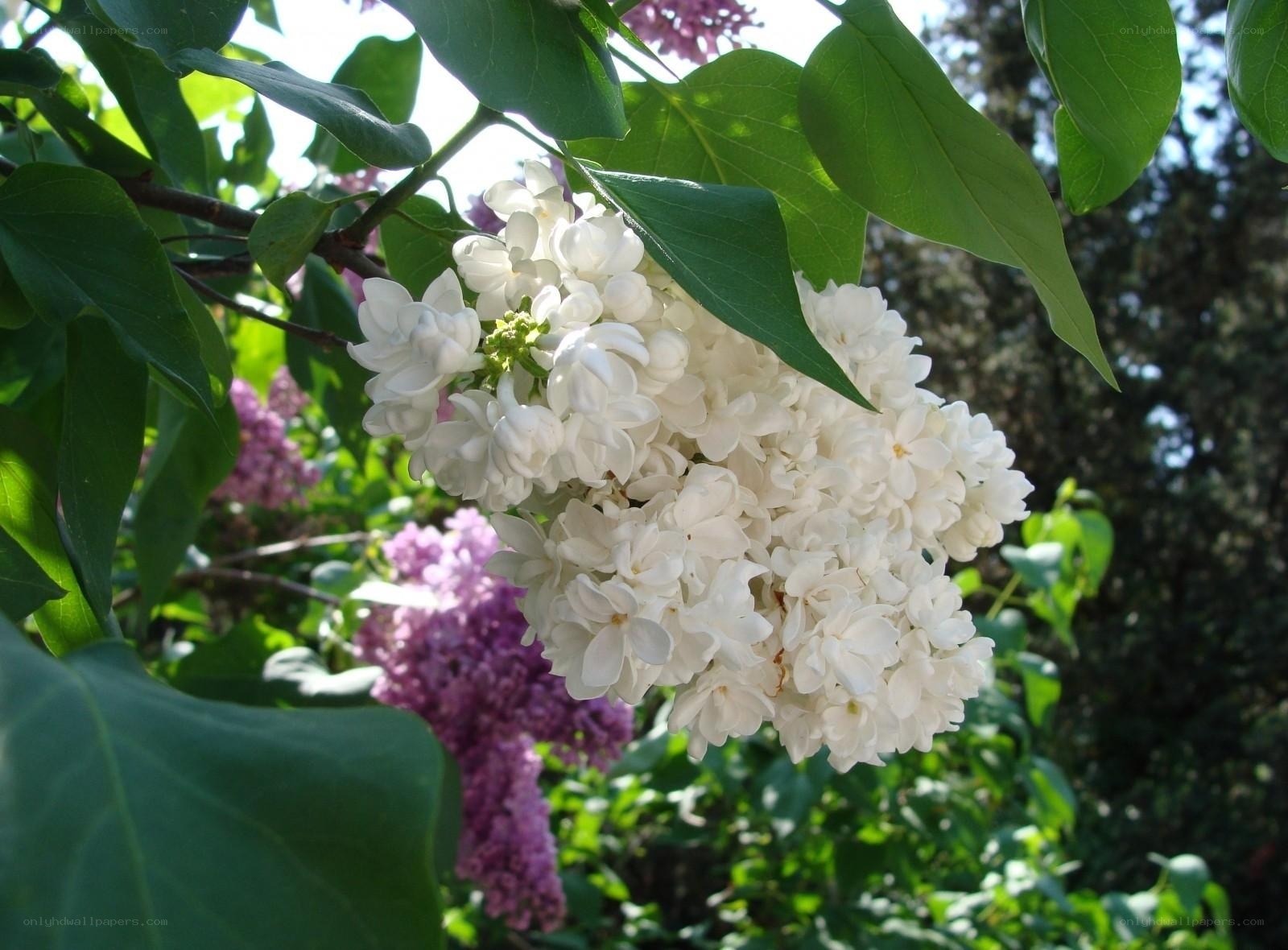 White lilac flowers in bloom
