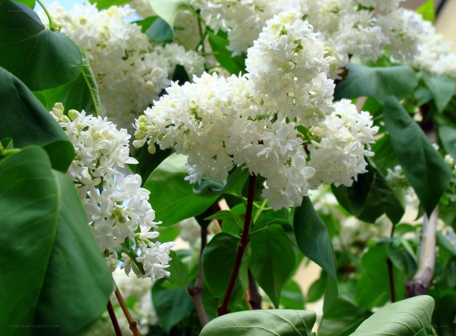 white lilac flowers in bloom