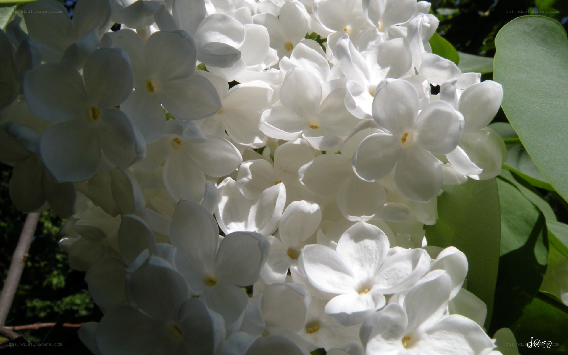 White lilac flowers in bloom