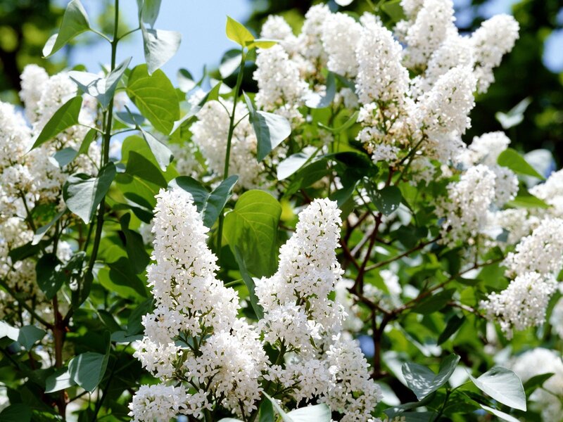 white lilac flowers in bloom