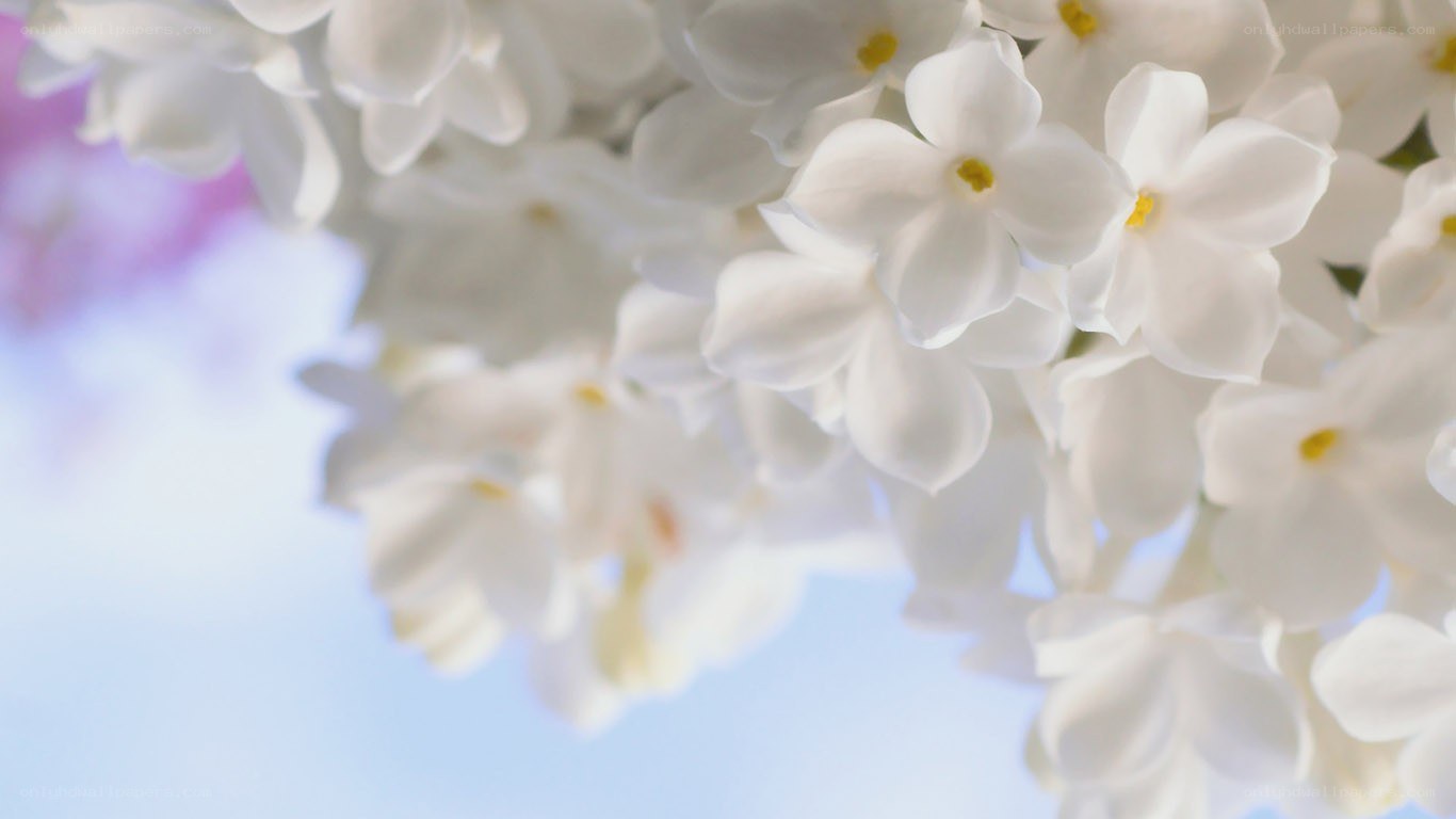 white lilac flowers in bloom