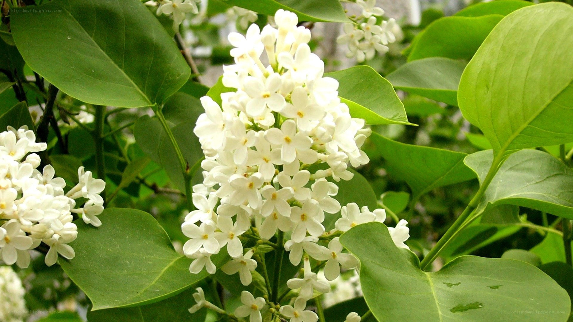 white lilac flowers in bloom