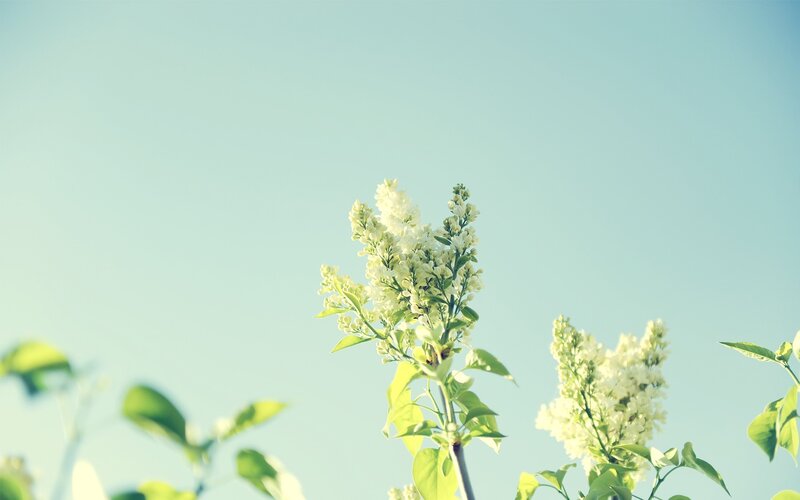 White Lilac Flowers — Light Blue