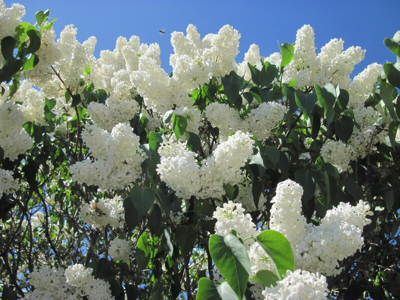 White Lilac Flowers — Serene, Afternoon