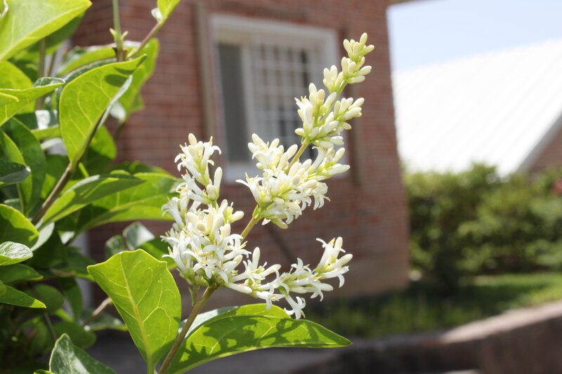 White Lilac Flowers — Serene, Daytime