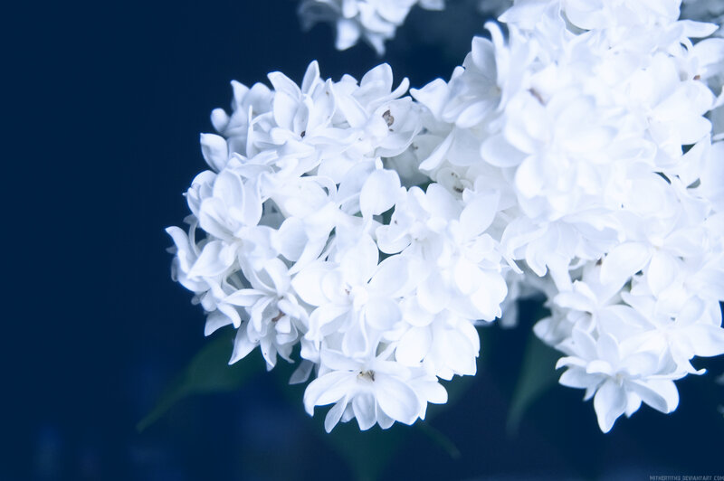 White Lilac Flowers — Serene, Photograph, Dark Background