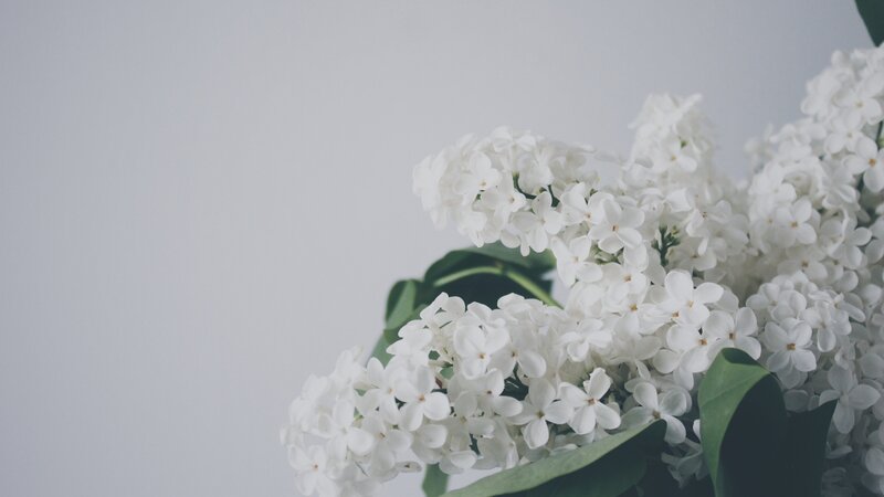 White Lilac Flowers — Serene, Photograph, Green Leaves