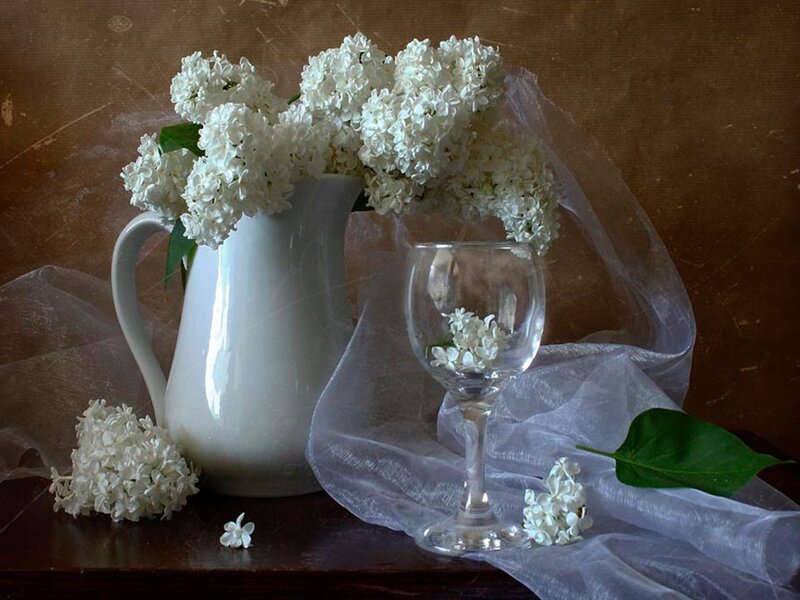 White Lilac Flowers — Serene, Photograph