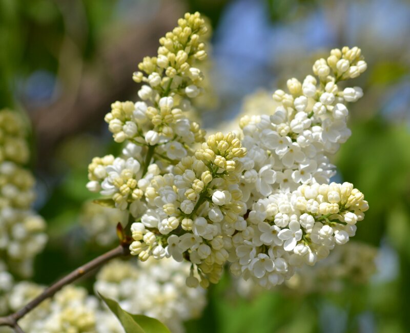 White Lilac Flowers — Serene, Spring, Photograph, Branch