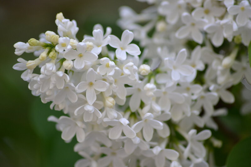 White Lilac Flowers — Serene, Spring, Photograph, Buds, Green Leaves