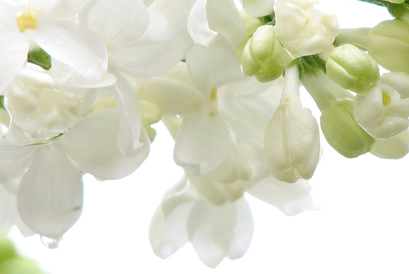 White Lilac Flowers — Serene, Spring, Photograph, Buds