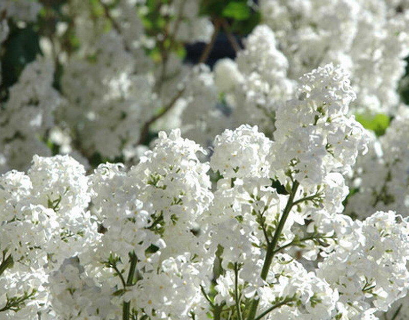 White Lilac Flowers — Serene, Spring, Photograph, Bush