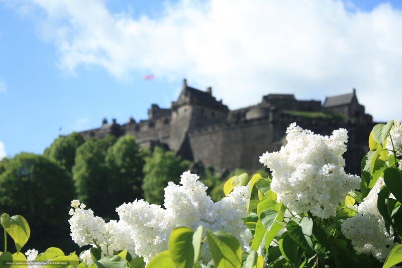 White Lilac Flowers — Serene, Spring, Photograph, Castle