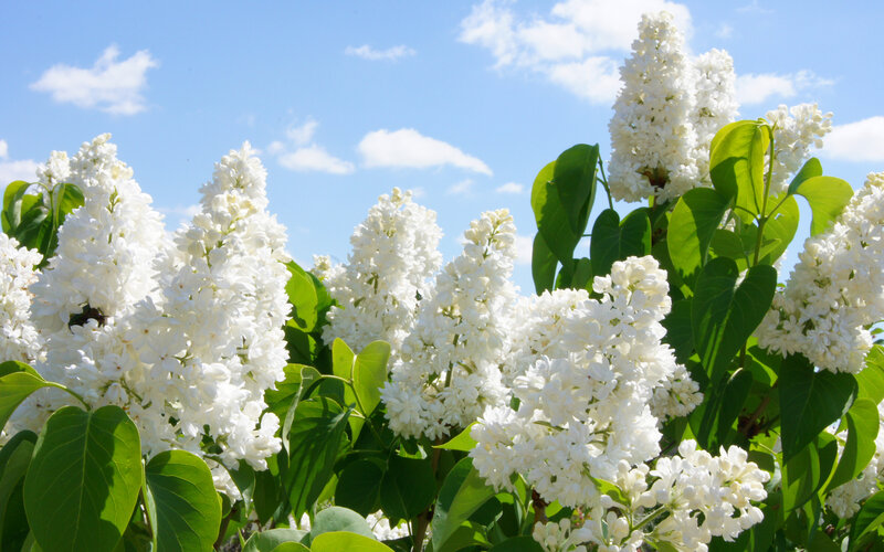 White Lilac Flowers — Serene, Spring, Photograph, Green Leaves, Blue Sky, Clouds