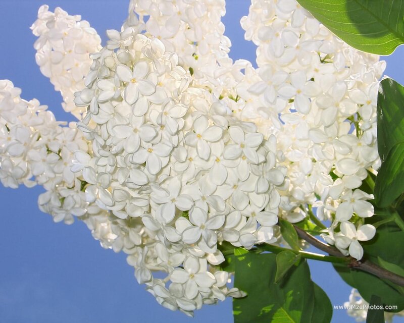 White Lilac Flowers — Serene, Spring, Photograph, Green Leaves, Blue Sky