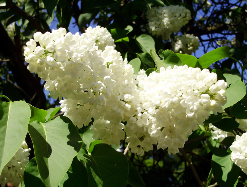 White Lilac Flowers — Serene, Spring, Photograph, Green Leaves, Blue Sky, Tree Branches