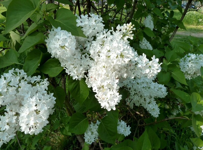 White Lilac Flowers — Serene, Spring, Photograph, Green Leaves, Bush, Sunlight