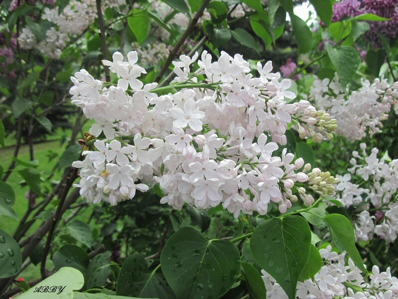 White Lilac Flowers — Serene, Spring, Photograph, Green Leaves, Bush